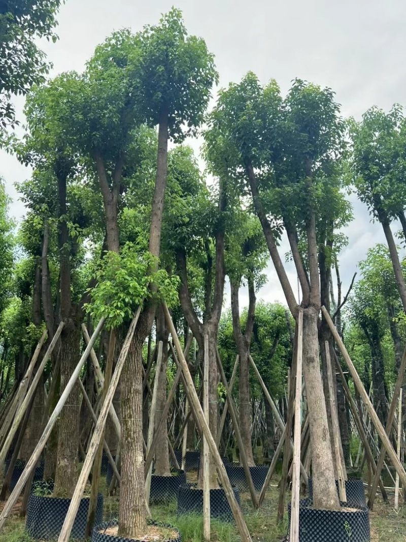 骨架香樟15～35公分产地直发规格齐全质量保证