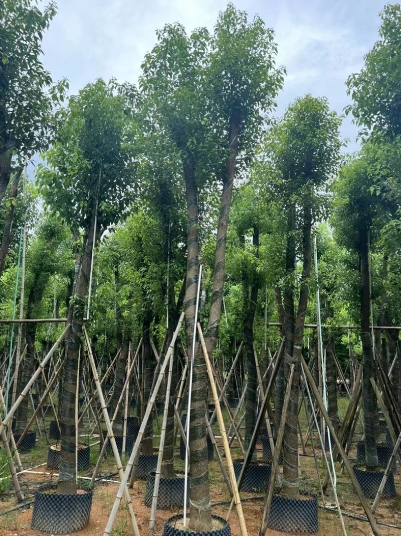 骨架香樟15～35公分产地直发规格齐全质量保证