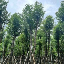 骨架香樟15～35公分产地直发规格齐全质量保证
