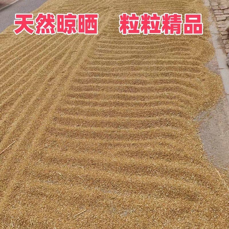 优质小麦基地直供大量现货品质保证价格优惠欢迎致电