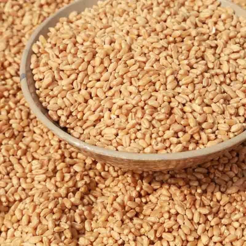 优质小麦基地直供大量现货品质保证价格优惠欢迎致电