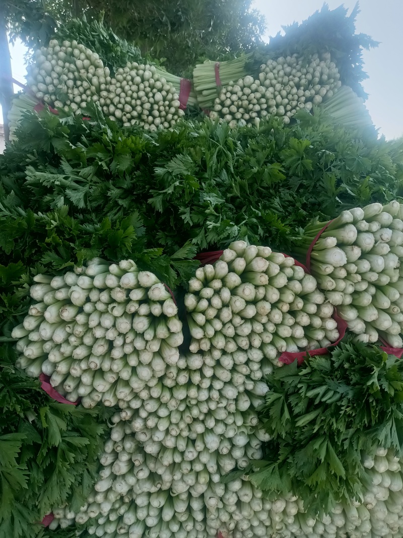 保质保量优质芹菜大量有货，西芹，毛芹菜