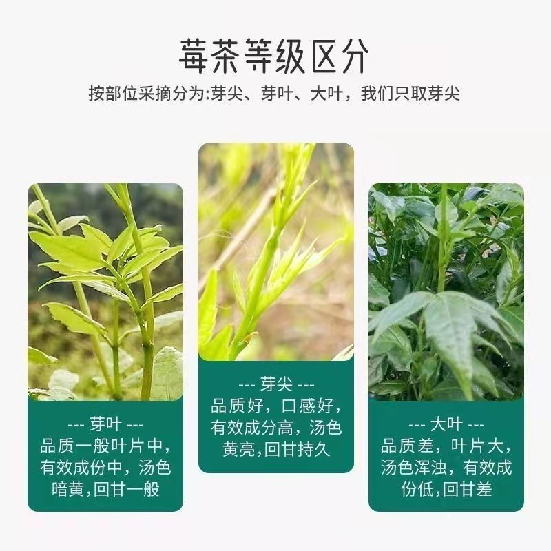 张家界原产高山莓茶产地批发一手货源自产自销品质优