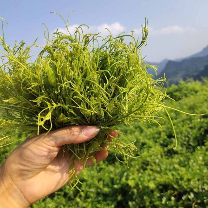 张家界原产高山莓茶产地批发一手货源自产自销品质优