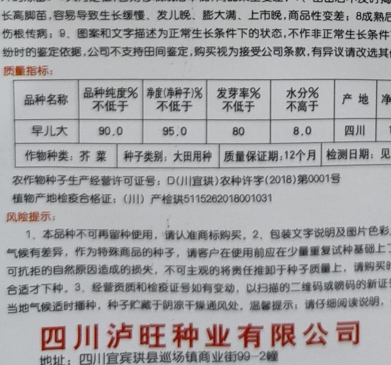 早熟儿菜种子早儿大基地种植早上市卖好价钱