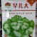 早熟儿菜种子早儿大基地种植早上市卖好价钱