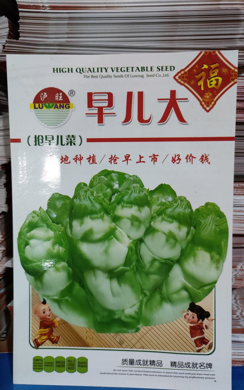 早熟儿菜种子早儿大基地种植早上市卖好价钱