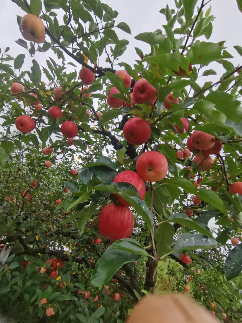 华硕苹果