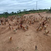 500天散养土鸡