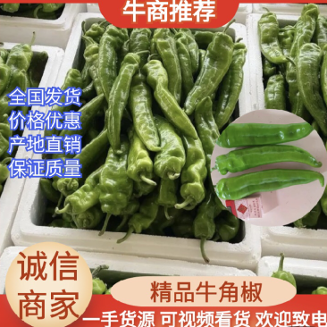 陕西省榆林市定边白泥井鲜辣椒上市