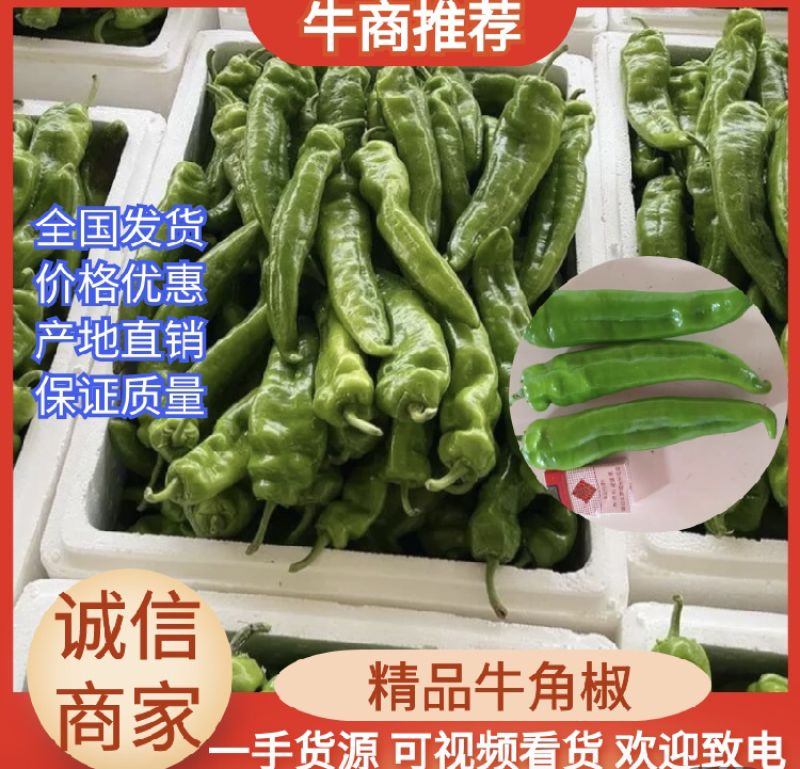 陕西省榆林市定边白泥井鲜辣椒上市