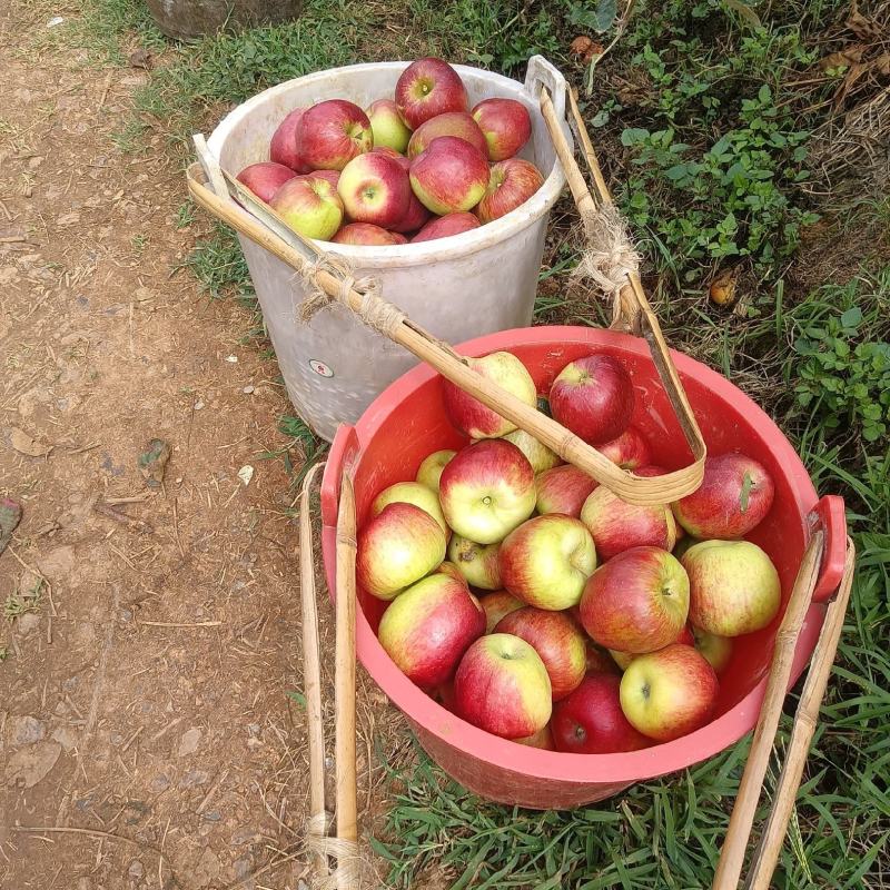 红露苹果，华硕苹果