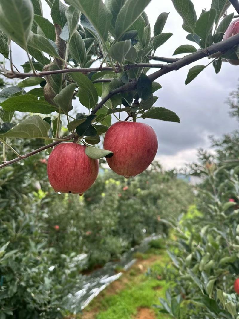 红露苹果，华硕苹果