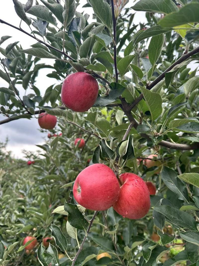 红露苹果，华硕苹果