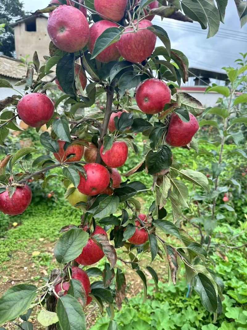 红露苹果，华硕苹果