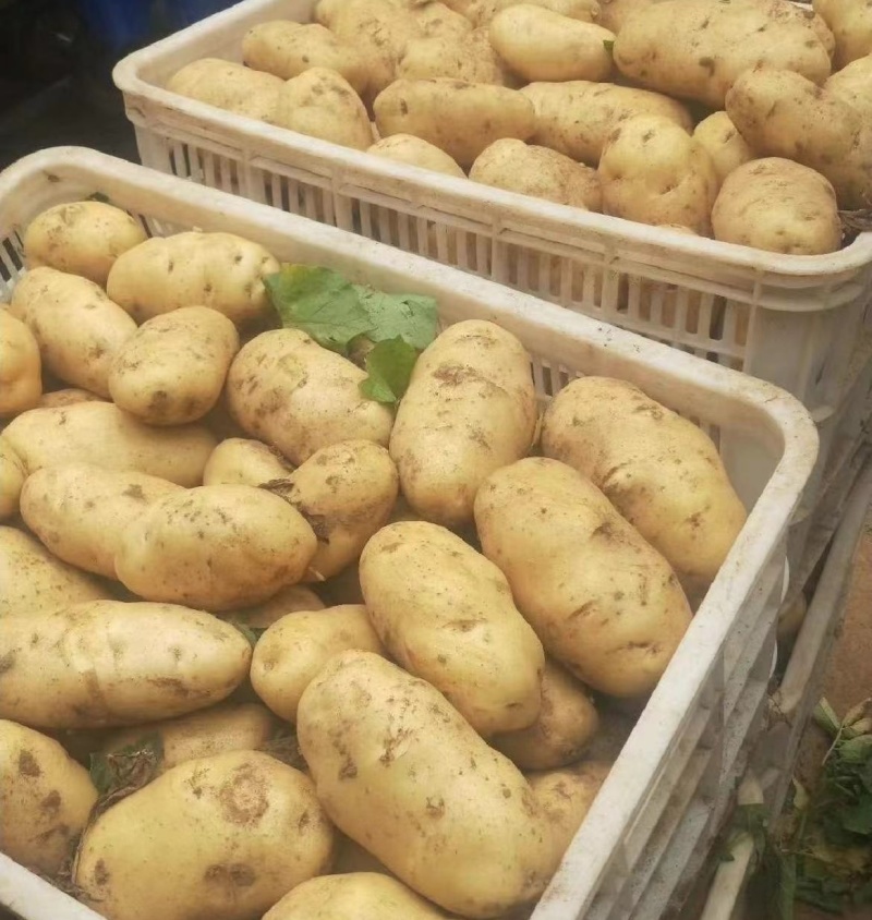 黄心土豆个头大品质好货源充足量大从优可供商超