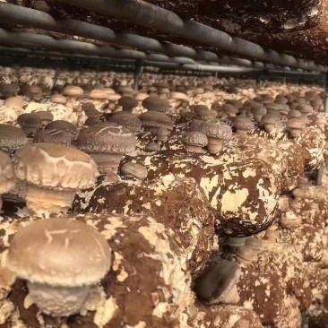 青海西宁808香菇菌棒大量供应，基地直发量大从优货源充足