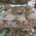 青海西宁808香菇菌棒大量供应，基地直发量大从优货源充足
