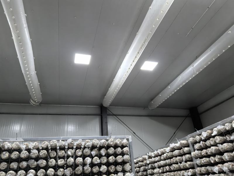 青海西宁808香菇菌棒大量供应，基地直发量大从优货源充足