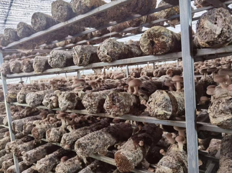 青海西宁808香菇菌棒大量供应，基地直发量大从优货源充足