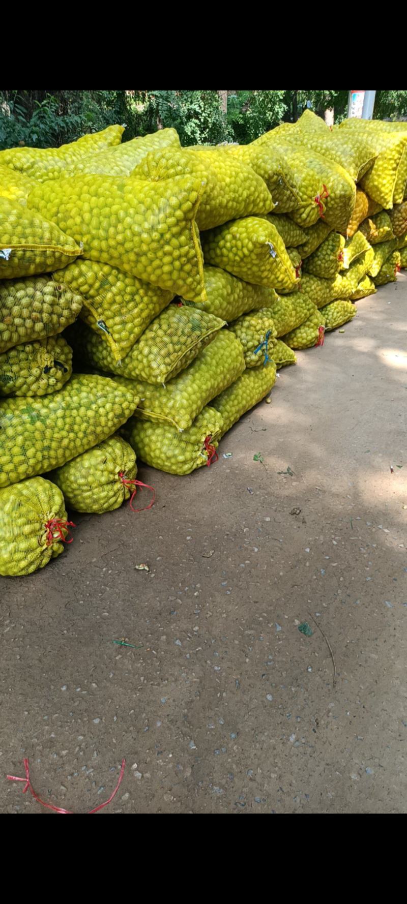 赞皇大枣
