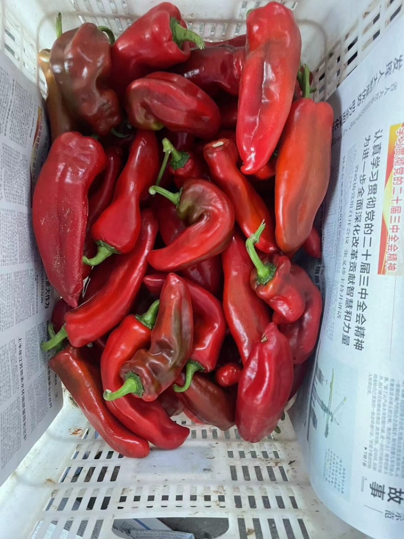 精选鲜辣椒大量现货优质红椒质量保证产地直发
