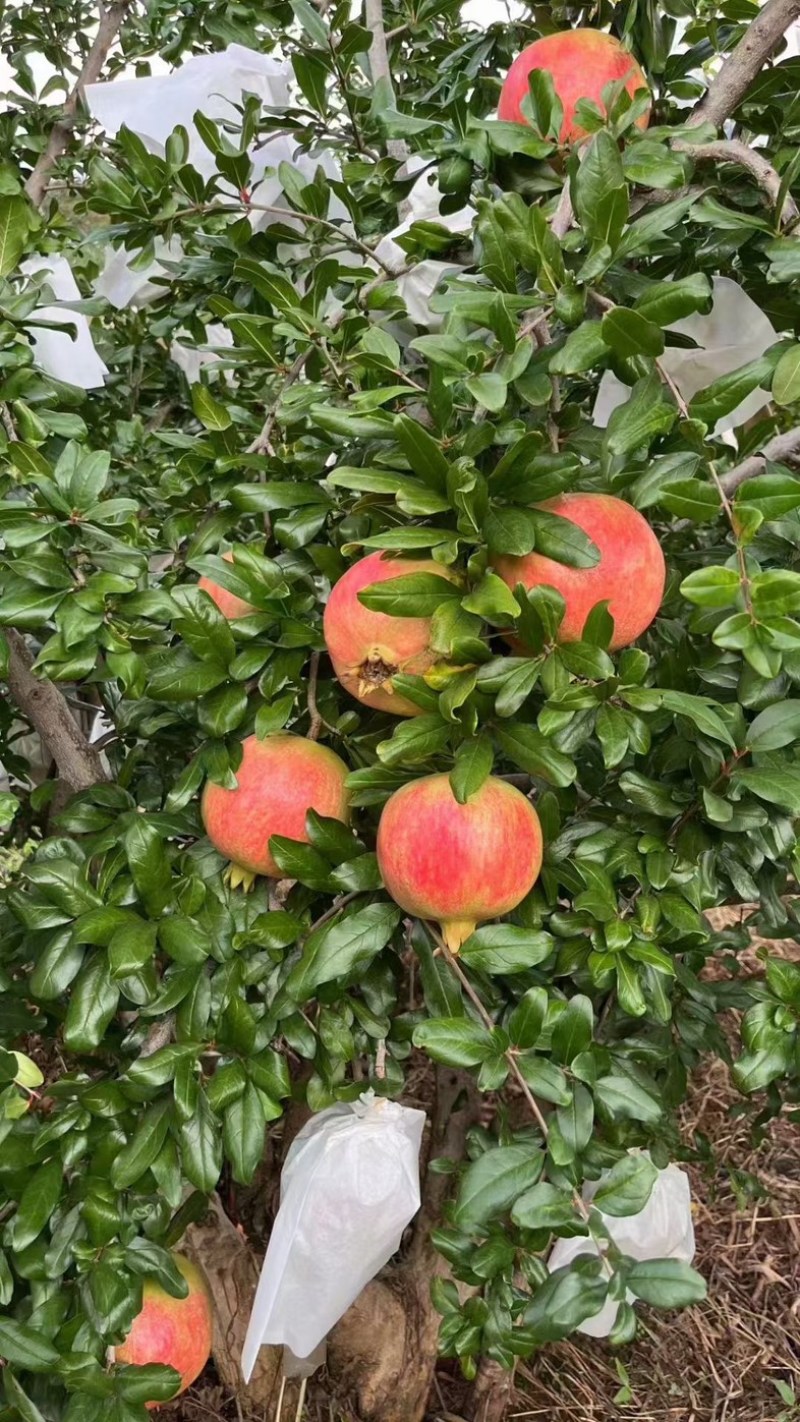 大凉山突尼斯软籽石榴