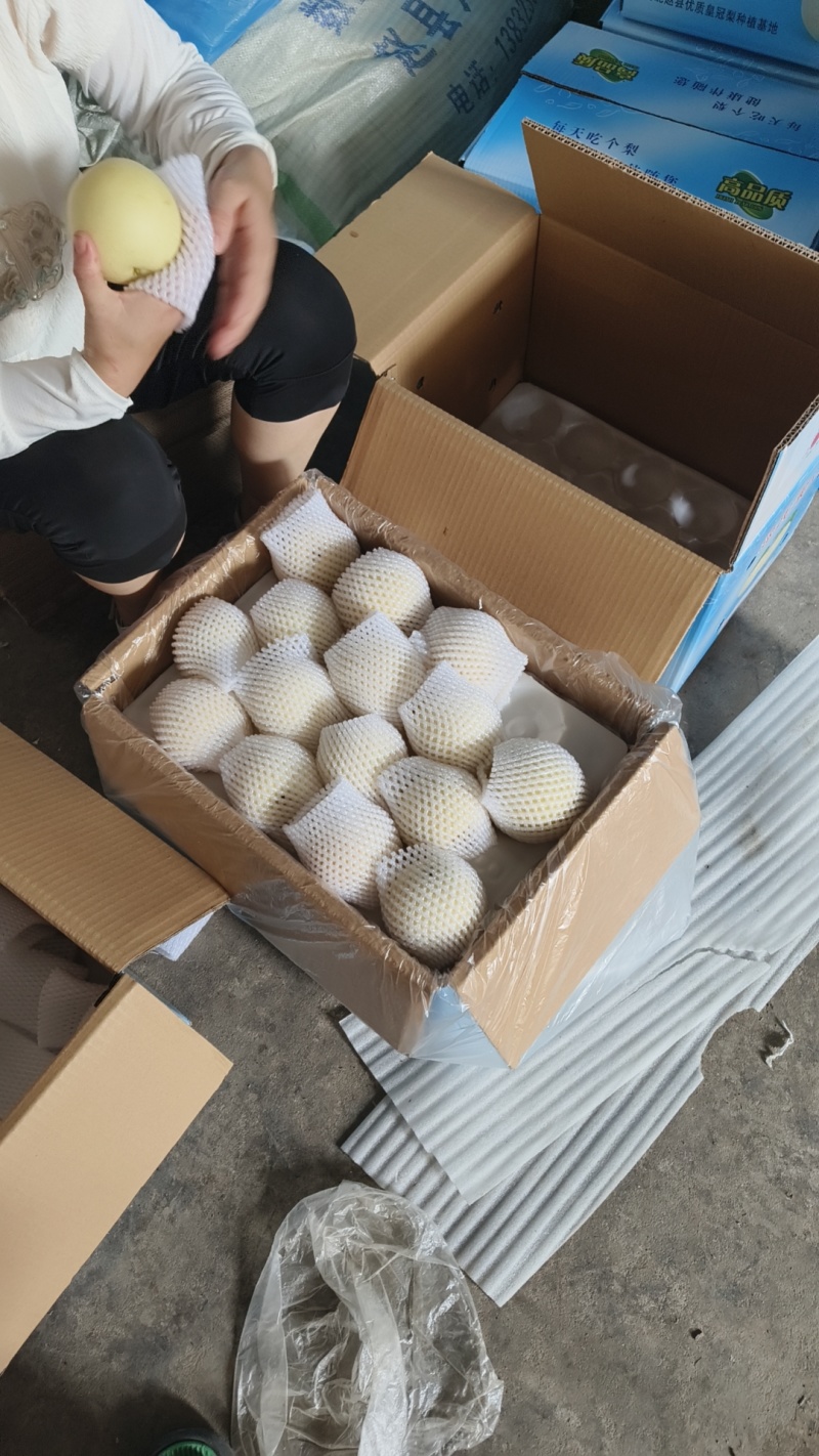 河北皇冠梨一级二级皇冠梨产地直销质优价廉