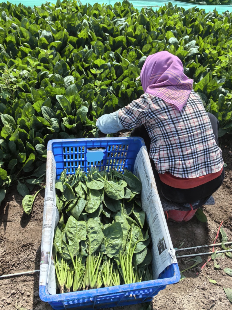 精品【菠菜】对接电商市场商超等各类客户欢迎咨询