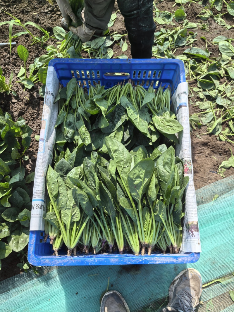 精品【菠菜】对接电商市场商超等各类客户欢迎咨询
