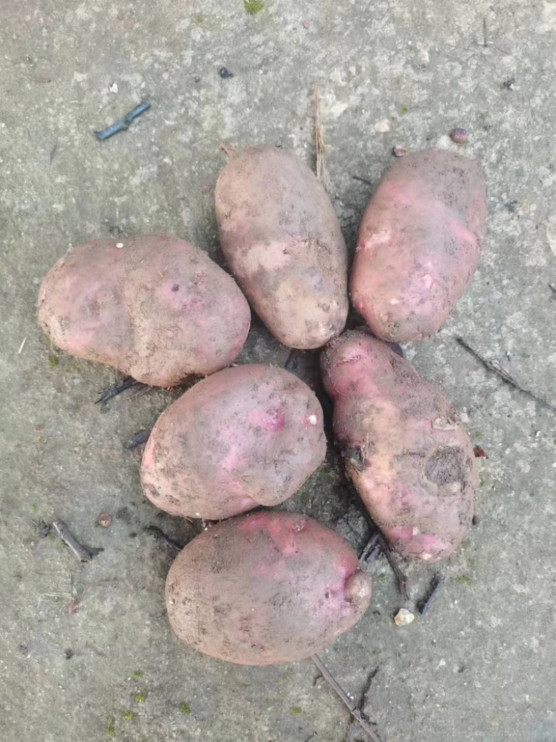 红皮土豆大量上市品质保证产地直发诚信经营欢迎咨询