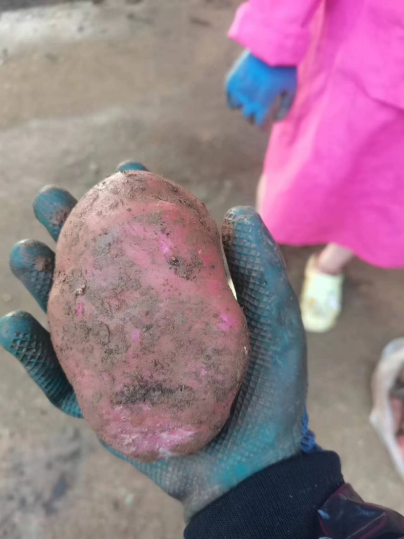 红皮土豆大量上市品质保证产地直发诚信经营欢迎咨询
