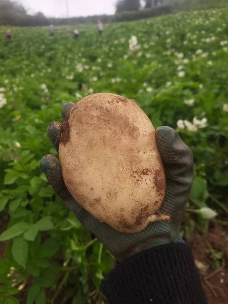 红皮土豆大量上市品质保证产地直发诚信经营欢迎咨询