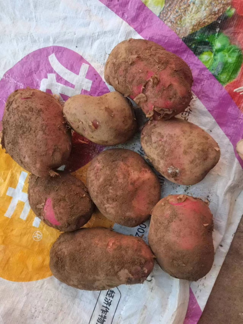 红皮土豆大量上市品质保证产地直发诚信经营欢迎咨询