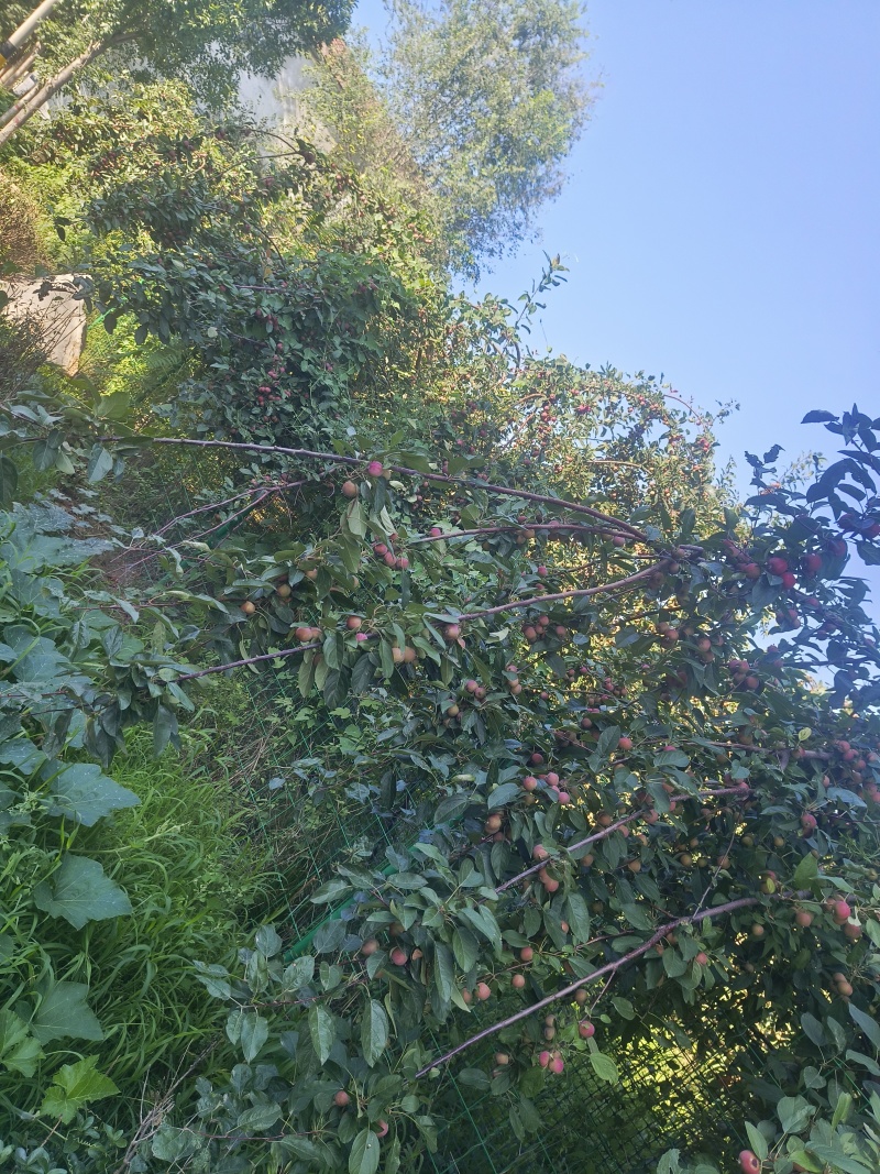 海棠果，鸡心果，贵人果，罐头用果，量大，200亩