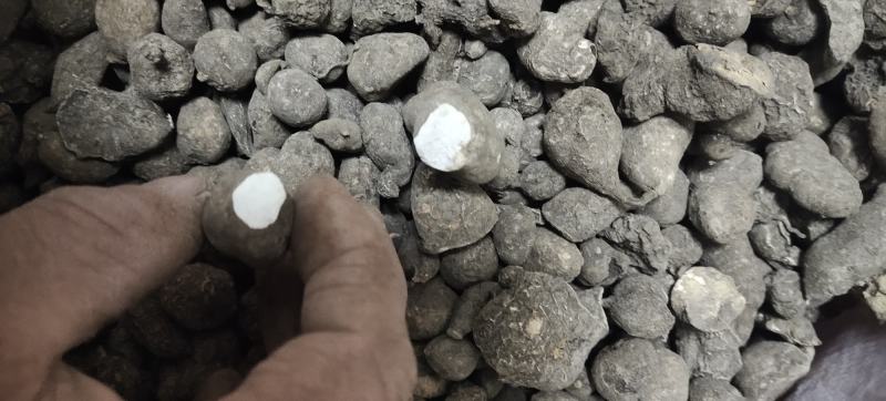 广西三叶青干果大小混装产地直发大量上市，价格优惠
