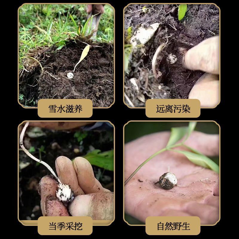 正宗西藏贝母那曲高海拔极端环境生长藏贝母
