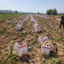 甘肃临洮沃土5号，基地滴灌货，个头大，皮色亮