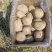 甘肃临洮沃土5号，基地滴灌货，个头大，皮色亮