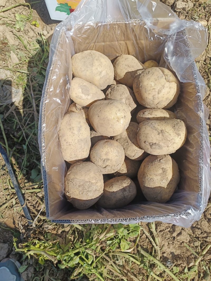 甘肃临洮沃土5号，基地滴灌货，个头大，皮色亮
