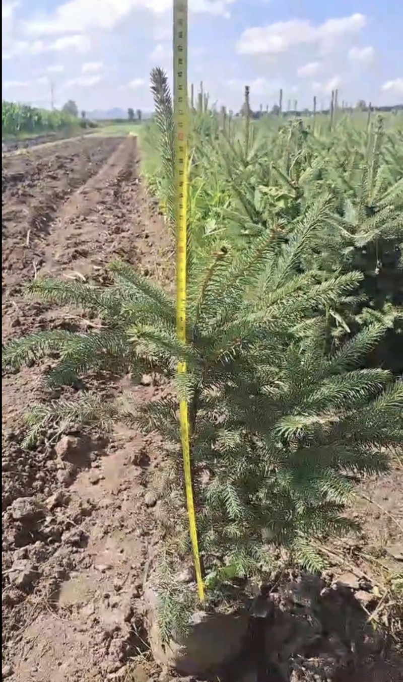 云杉杯苗一手货源，规格齐全，价格实惠，欢迎来电