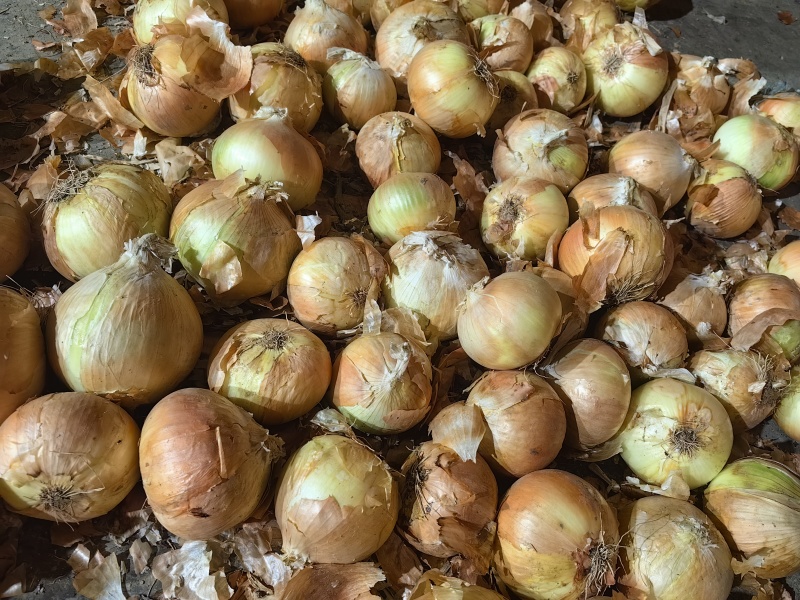 精品黄皮洋葱产地直发全国发货可视频看货质量保证
