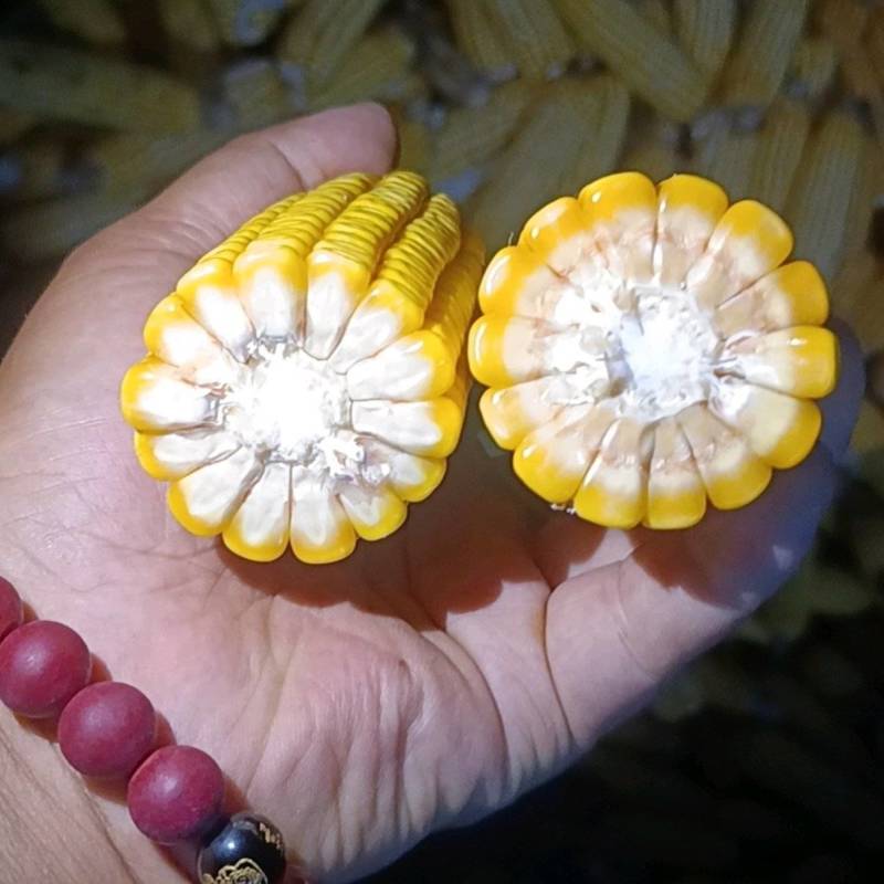 黄玉米棒子出售