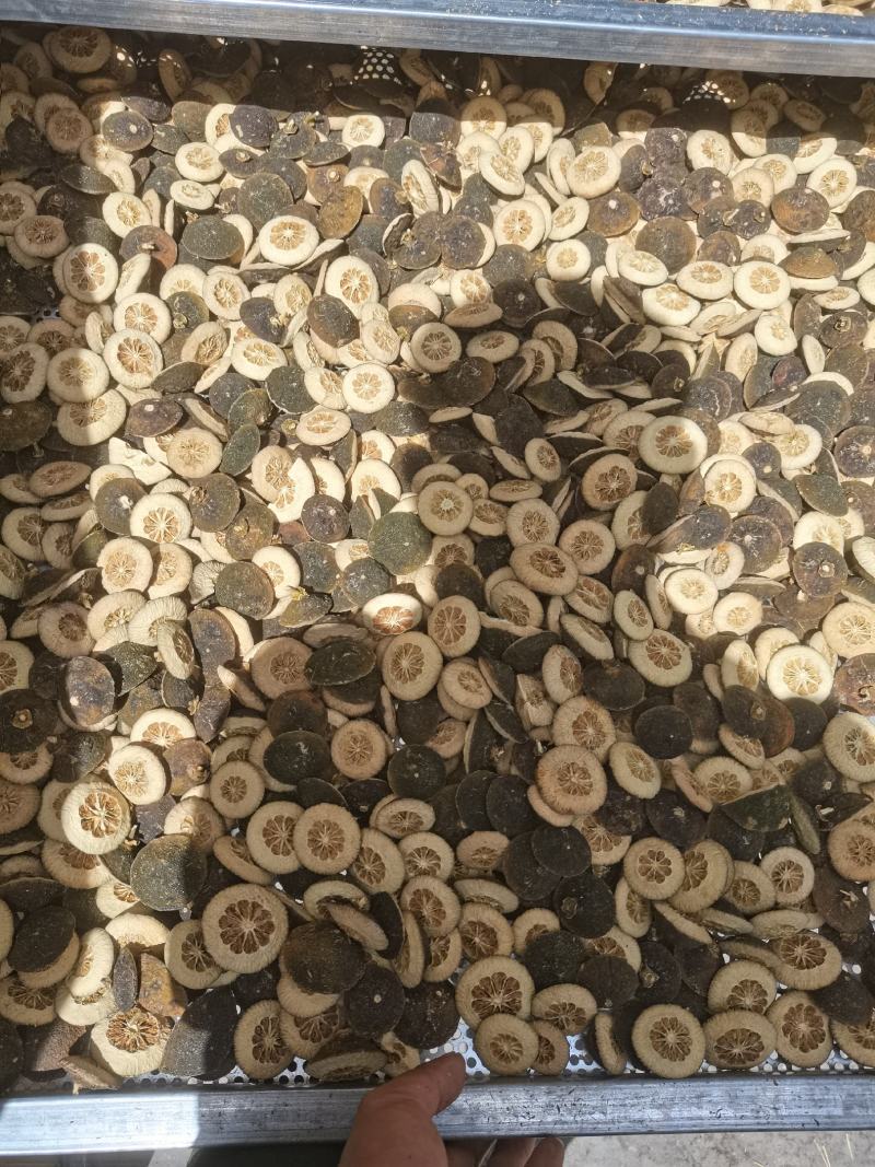 玳玳酸橙枳壳