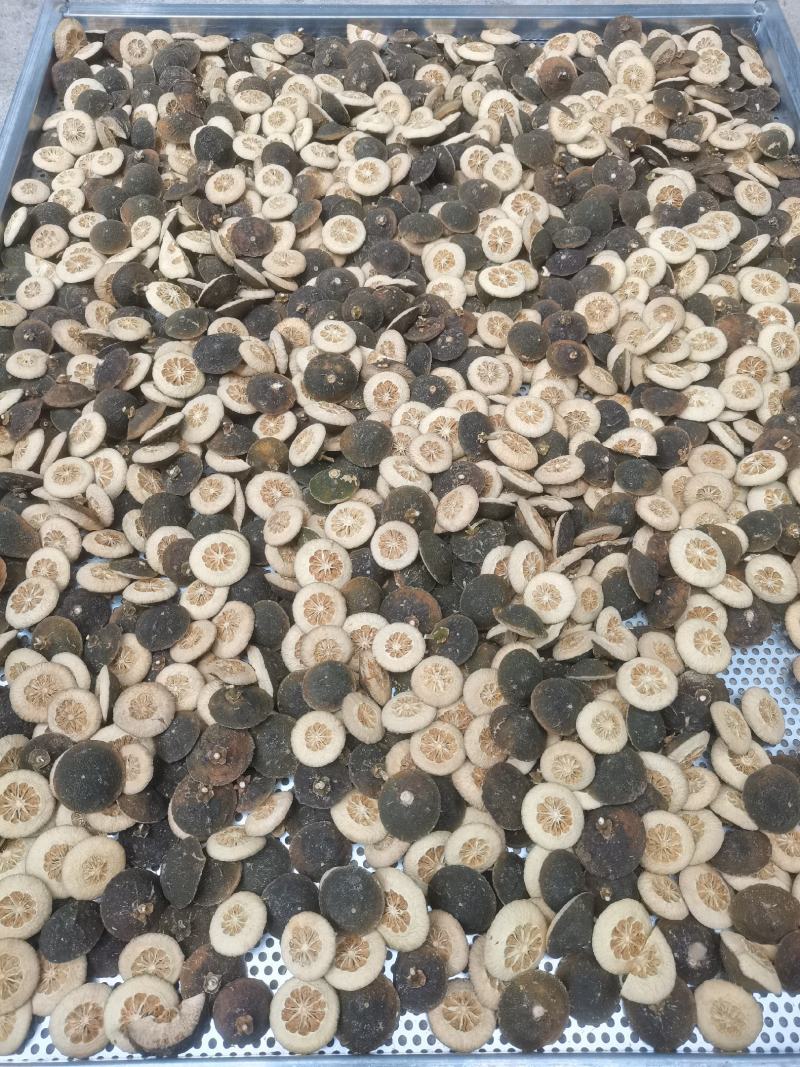 玳玳酸橙枳壳