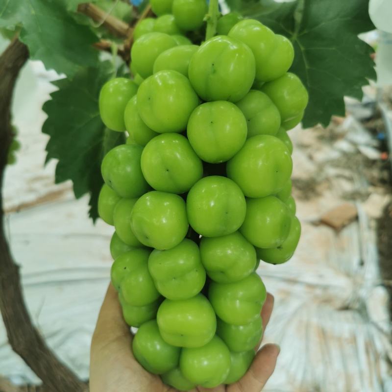 阳光玫瑰