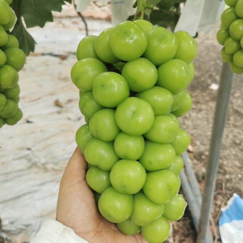阳光玫瑰