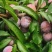 小脆红！6万斤，电商品质13-35克