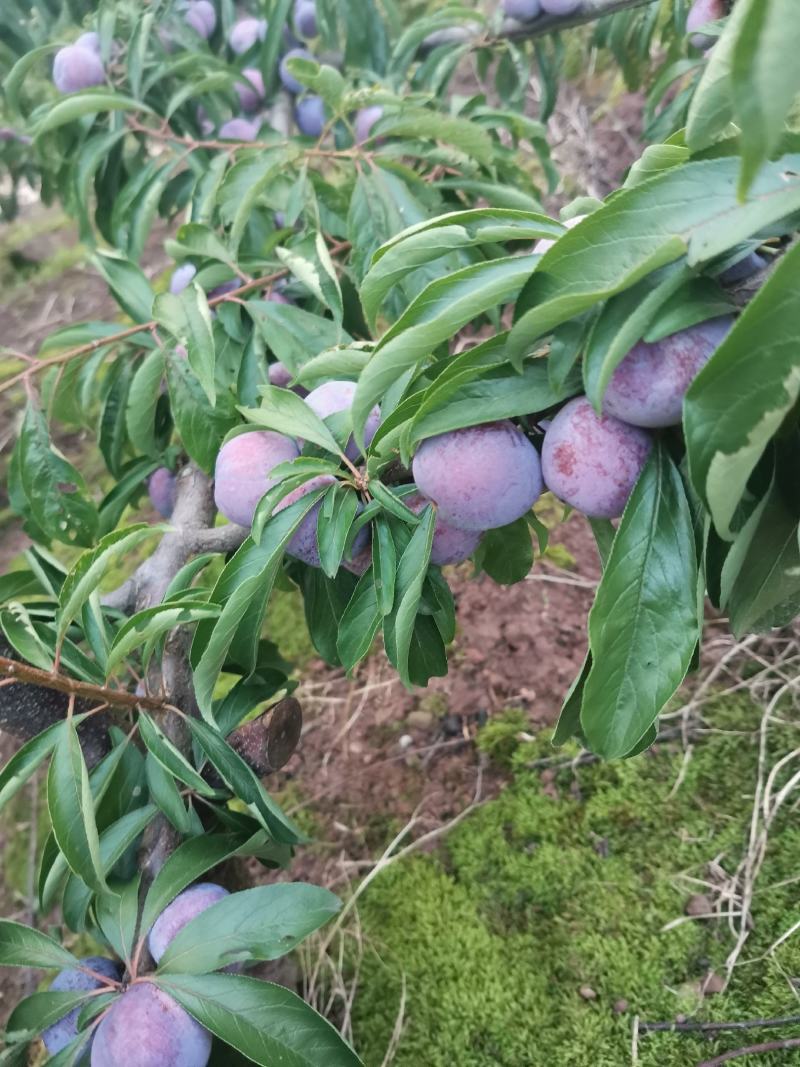 汉源脆红李，市场货电商货无限量供货中，园子散货大量有