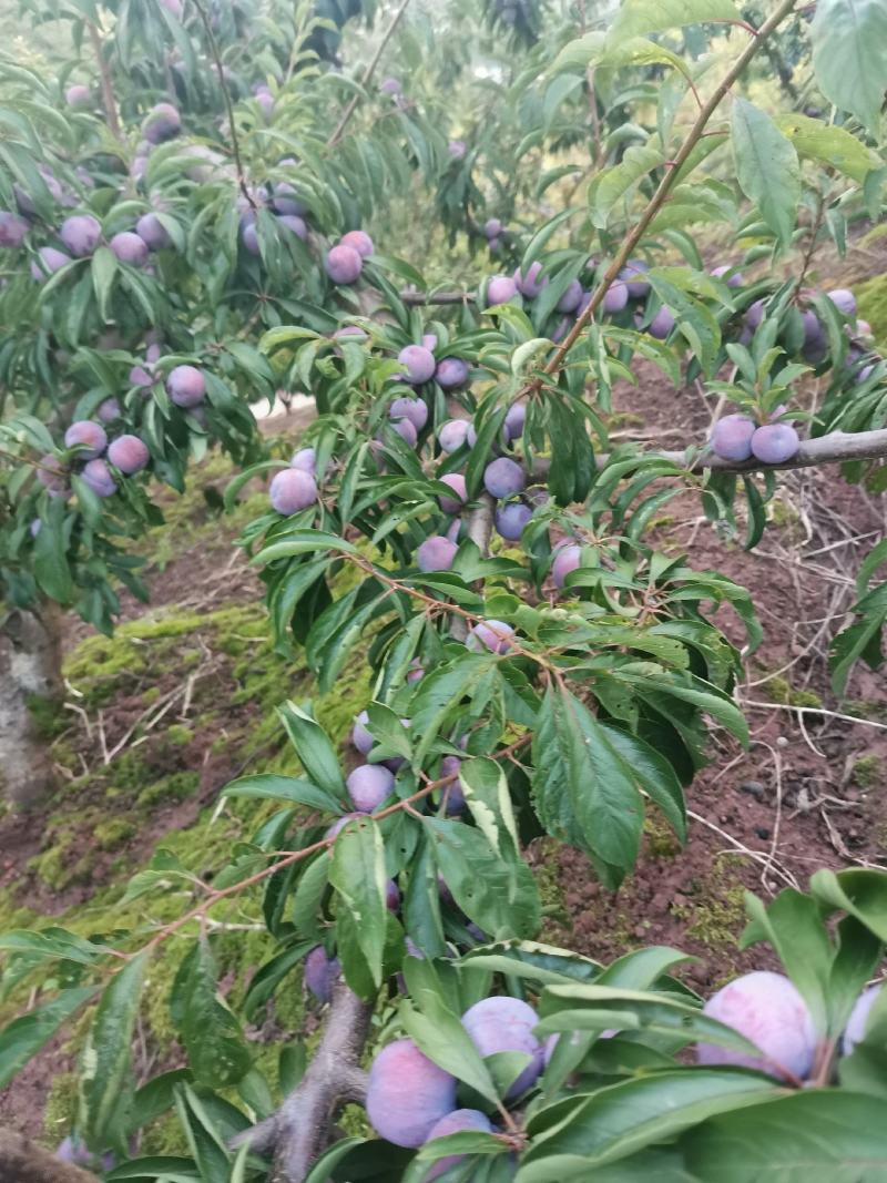 汉源脆红李，市场货电商货无限量供货中，园子散货大量有